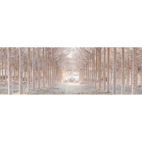 Winter forest White Modern Wood Framed Art Print by Frank, Assaf