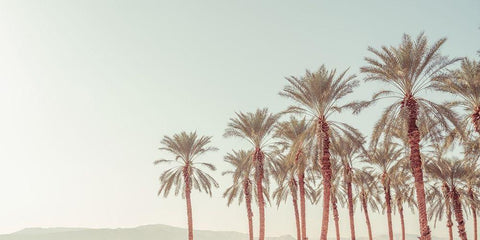 Palm Trees White Modern Wood Framed Art Print with Double Matting by Frank, Assaf