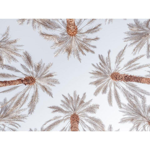 Palm Trees Gold Ornate Wood Framed Art Print with Double Matting by Frank, Assaf