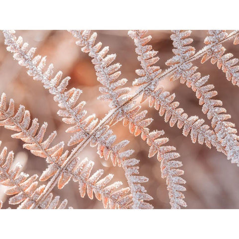 Frost on plant Black Modern Wood Framed Art Print with Double Matting by Frank, Assaf