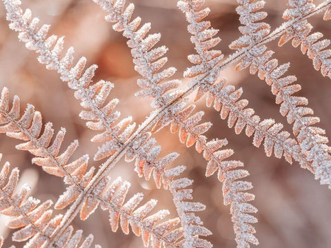 Frost on plant White Modern Wood Framed Art Print with Double Matting by Frank, Assaf