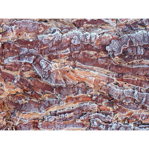 Frost on wood bark Black Modern Wood Framed Art Print by Frank, Assaf