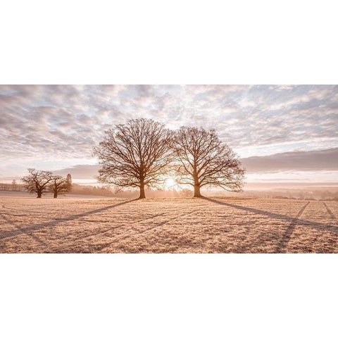 Trees in meadow Black Modern Wood Framed Art Print with Double Matting by Frank, Assaf