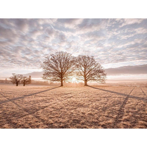 Trees in meadow White Modern Wood Framed Art Print by Frank, Assaf