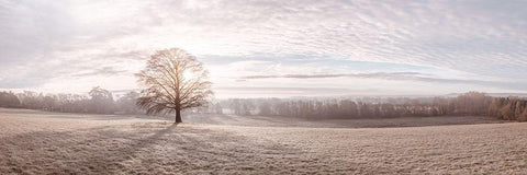 Trees in meadow Black Ornate Wood Framed Art Print with Double Matting by Frank, Assaf