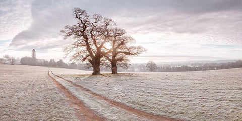 Dirt road through a meadow Black Ornate Wood Framed Art Print with Double Matting by Frank, Assaf