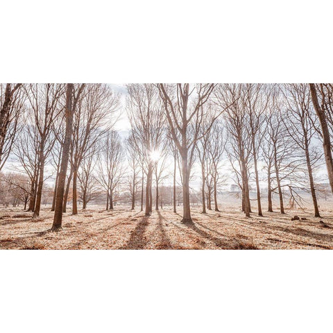 Sun shining through trees Gold Ornate Wood Framed Art Print with Double Matting by Frank, Assaf