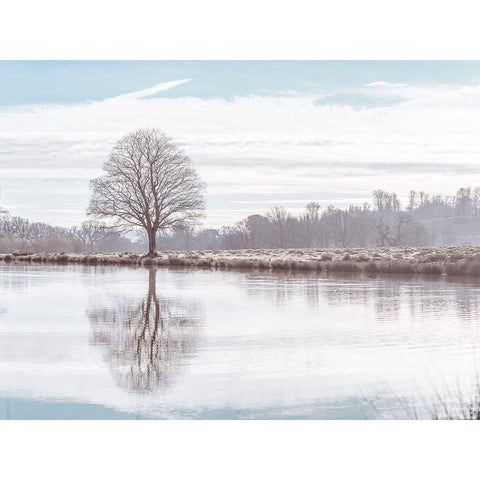 Reflection of a tree Black Modern Wood Framed Art Print by Frank, Assaf