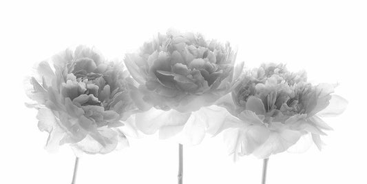 Image Only