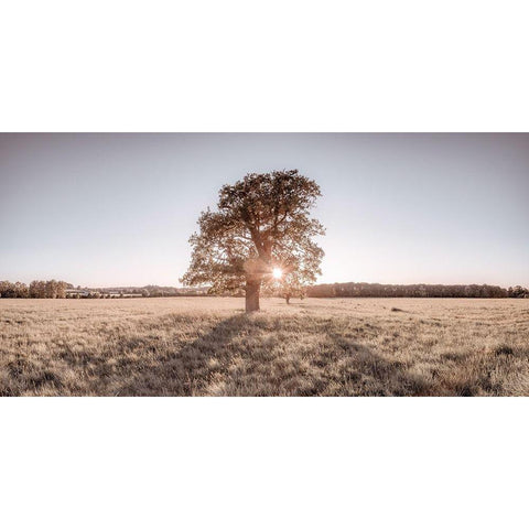 Sun shining through a tree Black Modern Wood Framed Art Print with Double Matting by Frank, Assaf