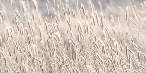 Grass in meadow White Modern Wood Framed Art Print with Double Matting by Frank, Assaf