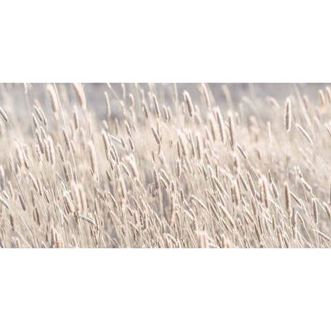 Grass in meadow Black Modern Wood Framed Art Print by Frank, Assaf