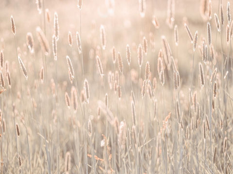 Summer meadow Black Ornate Wood Framed Art Print with Double Matting by Frank, Assaf