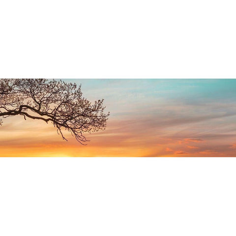 Branches at sunset White Modern Wood Framed Art Print by Frank, Assaf