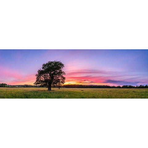 Tree at sunset White Modern Wood Framed Art Print by Frank, Assaf