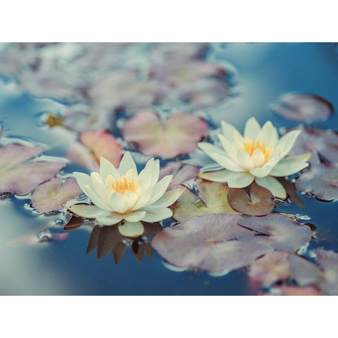 Lotus in pond White Modern Wood Framed Art Print by Frank, Assaf