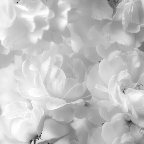 Roses White Modern Wood Framed Art Print with Double Matting by Frank, Assaf