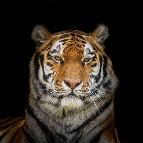 Tiger face White Modern Wood Framed Art Print with Double Matting by Frank, Assaf