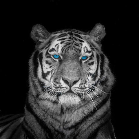 Blue eyes tiger face White Modern Wood Framed Art Print by Frank, Assaf
