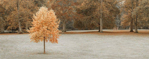 Tree in autumn park White Modern Wood Framed Art Print with Double Matting by Frank, Assaf