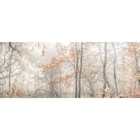 MIsty forest Black Modern Wood Framed Art Print by Frank, Assaf