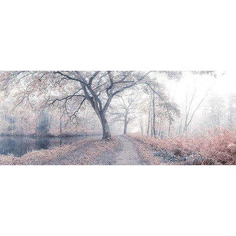 Misty forest Black Modern Wood Framed Art Print with Double Matting by Frank, Assaf