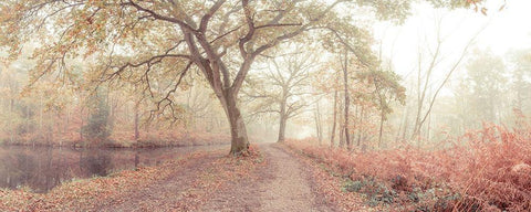 Misty forest White Modern Wood Framed Art Print with Double Matting by Frank, Assaf