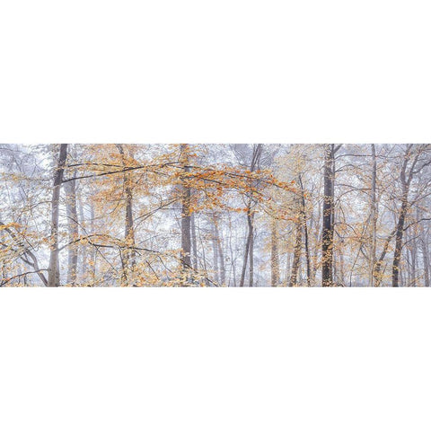Misty forest White Modern Wood Framed Art Print by Frank, Assaf