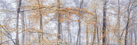 Misty forest Black Ornate Wood Framed Art Print with Double Matting by Frank, Assaf