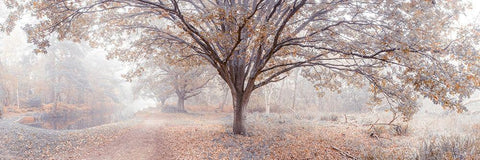 Canal through forest White Modern Wood Framed Art Print with Double Matting by Frank, Assaf