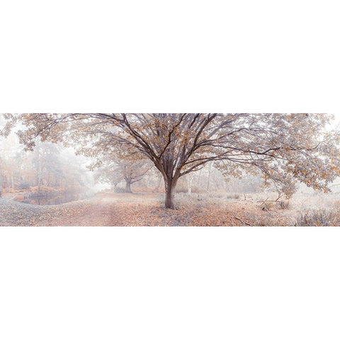 Canal through forest Black Modern Wood Framed Art Print with Double Matting by Frank, Assaf