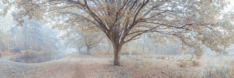 Canal through forest White Modern Wood Framed Art Print with Double Matting by Frank, Assaf