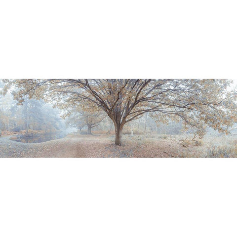 Canal through forest Black Modern Wood Framed Art Print by Frank, Assaf