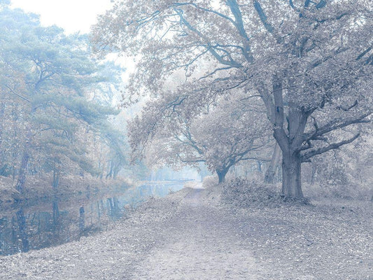 Image Only