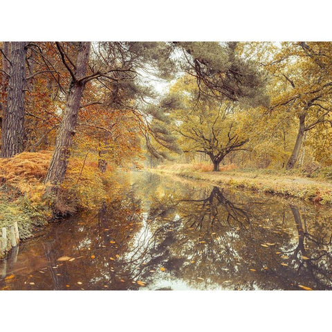 Canal through forest White Modern Wood Framed Art Print by Frank, Assaf