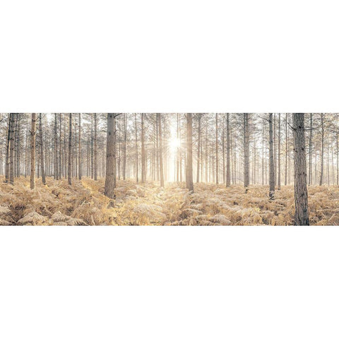 Sunrays through forest trees Black Modern Wood Framed Art Print by Frank, Assaf