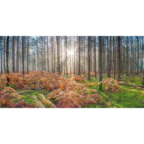 Sunrays through forest trees Black Modern Wood Framed Art Print by Frank, Assaf