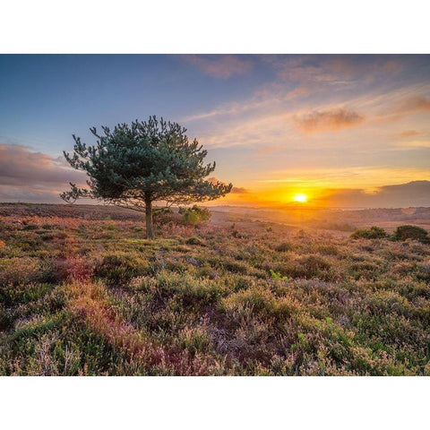 Lone tree sunset-New Forest White Modern Wood Framed Art Print by Frank, Assaf