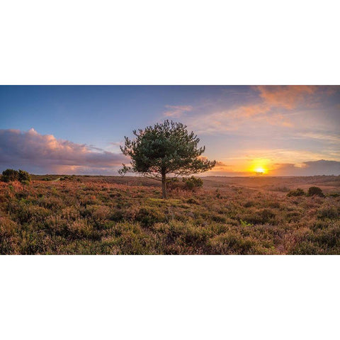 Single tree in meadow Black Modern Wood Framed Art Print by Frank, Assaf