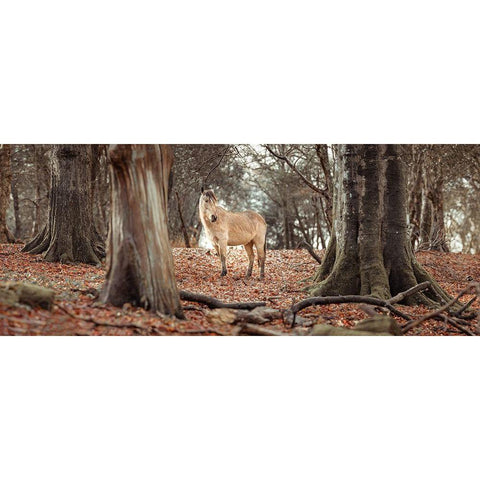 Horse in forest Gold Ornate Wood Framed Art Print with Double Matting by Frank, Assaf