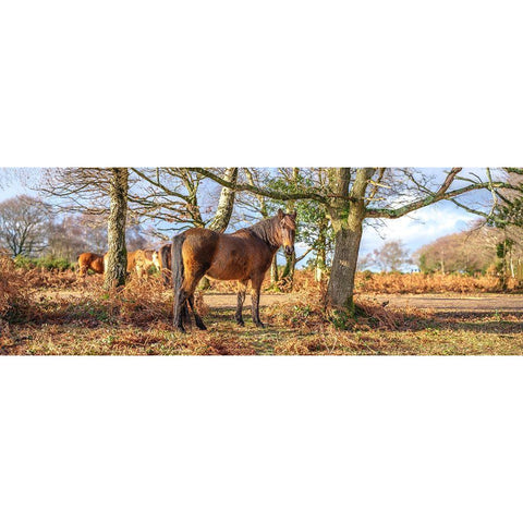 Horse in forest Gold Ornate Wood Framed Art Print with Double Matting by Frank, Assaf