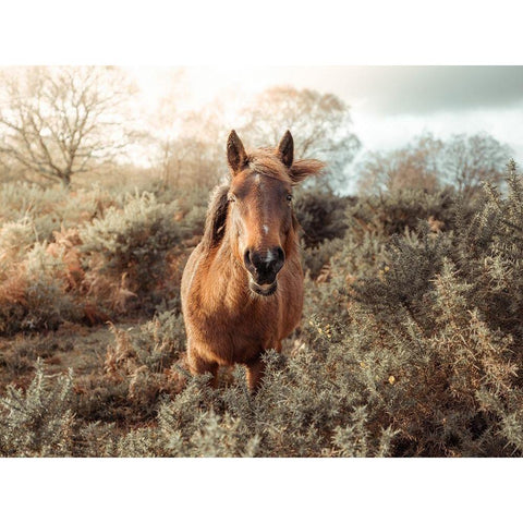 Horse in forest Gold Ornate Wood Framed Art Print with Double Matting by Frank, Assaf