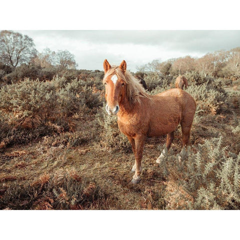 Horses in the wild Black Modern Wood Framed Art Print with Double Matting by Frank, Assaf
