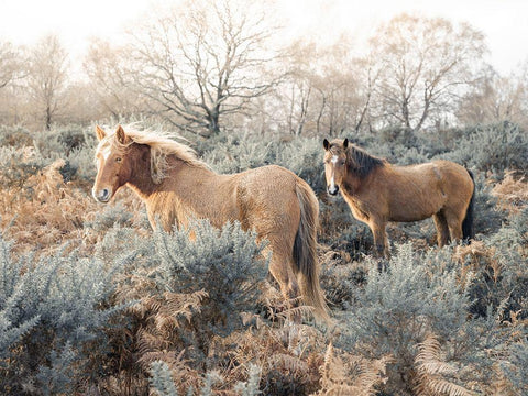Horses in the wild White Modern Wood Framed Art Print with Double Matting by Frank, Assaf