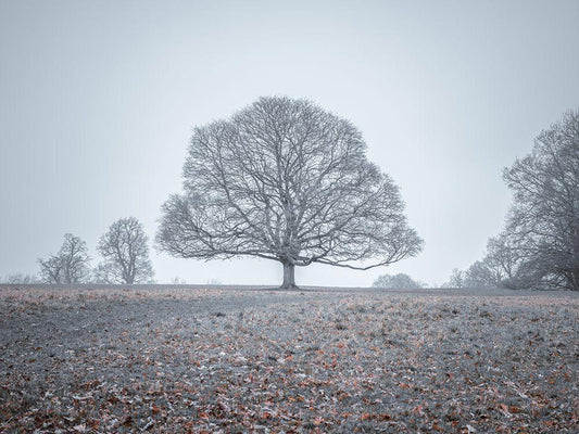 Image Only
