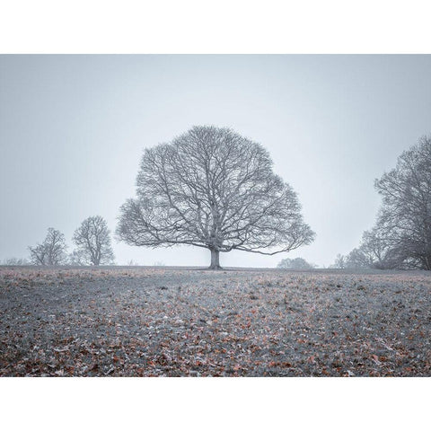 Single tree in meadow White Modern Wood Framed Art Print by Frank, Assaf