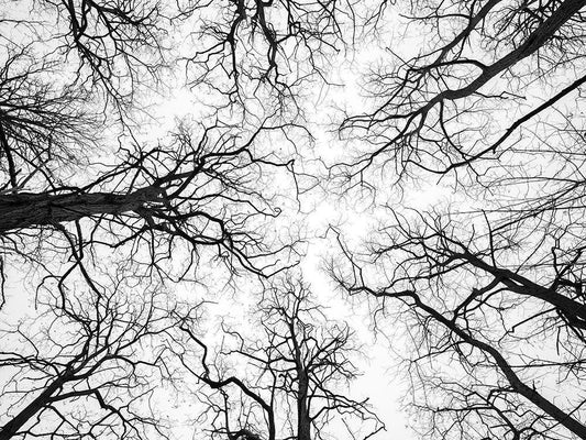 Image Only