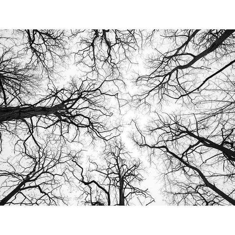 Low angle view of tree tops Black Modern Wood Framed Art Print by Frank, Assaf