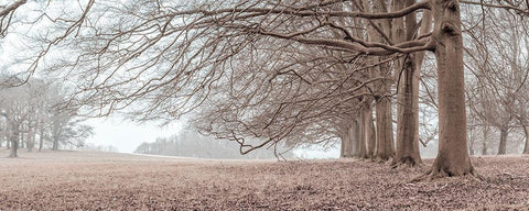 Trees in a row Black Ornate Wood Framed Art Print with Double Matting by Frank, Assaf