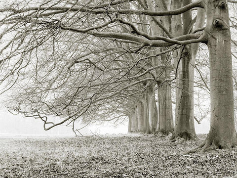 Trees in a row White Modern Wood Framed Art Print with Double Matting by Frank, Assaf